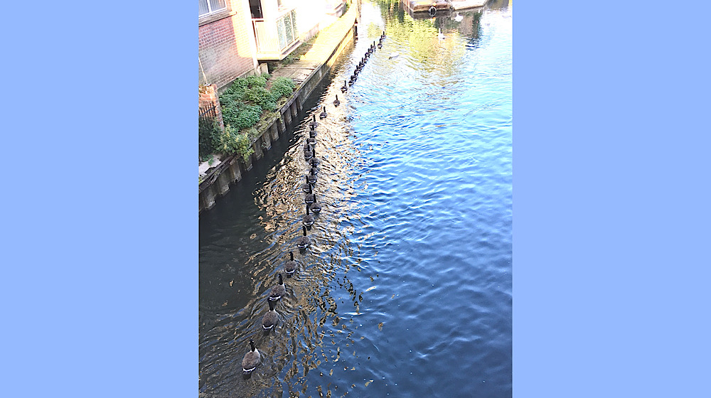 Long line of 32 geese by Newbury Bridge