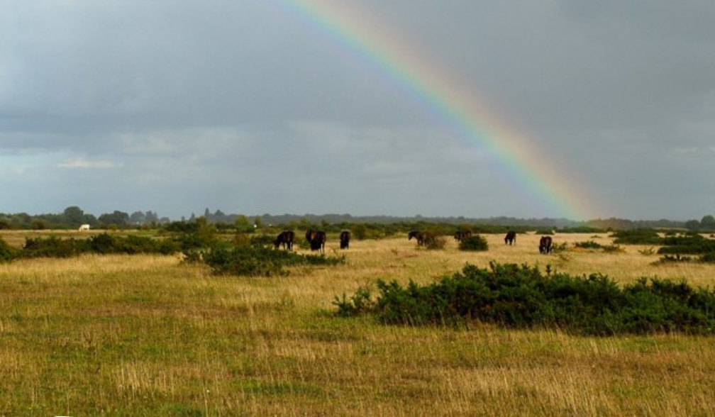 Celebration of the 25th anniversary of the reopening of Greenham & Crookham Commons – 8 April