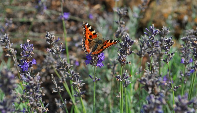 The Butterfly Conservation ‘Big Butterfly Count’ returns 18 July-10 August