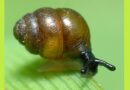 How a humble snail held up the Newbury by-pass