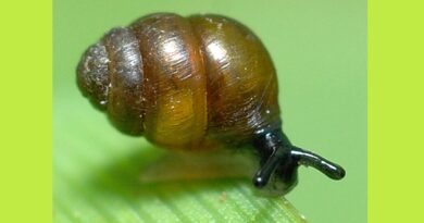 How a humble snail held up the Newbury by-pass