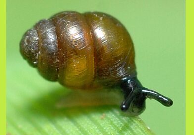 How a humble snail held up the Newbury by-pass