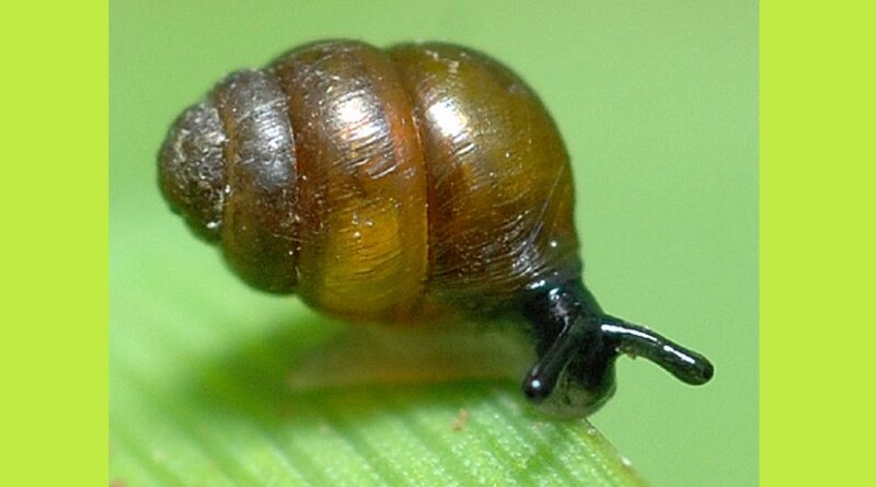 How a humble snail held up the Newbury by-pass